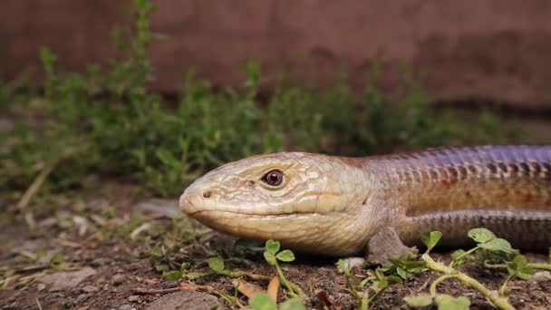 European Glass Lizard Nature Legless Lizard Looks Snake Pseudopus Apodus — Stock Video