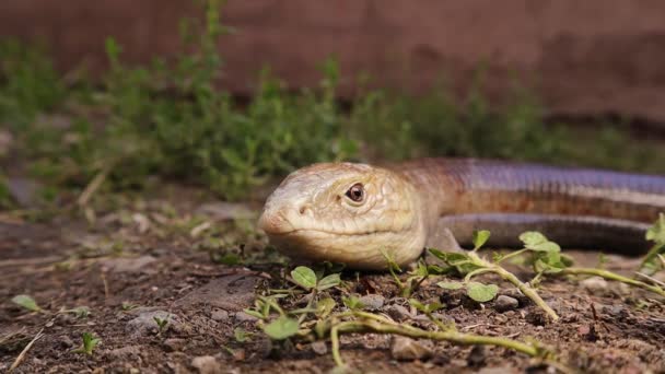 Lagarto Vidrio Europeo Naturaleza Lagarto Sin Patas Parece Una Serpiente — Vídeos de Stock