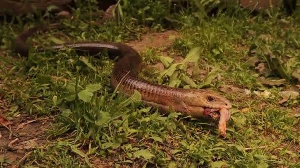 Lézard Verre Européen Nourrissant Rat Lézard Sans Jambes Ressemble Serpent — Video