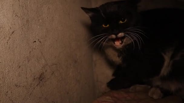 Kızgın Kedi Merdivenlerin Altında Soğuktan Saklanan Evsiz Bir Kedi Buldum — Stok video