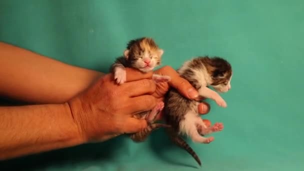 Huisdier Met Kittens Pasgeborenen Tabby Een Groene Achtergrond Baby Zijn — Stockvideo
