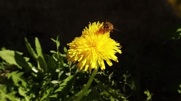 蜻蜓吸吮蒲公英花中的花蜜 普通的无人驾驶苍蝇 Eristalis Tenax 不是蜜蜂 空中苍蝇 授粉花 令人惊讶的昆虫飞行 花飞舞 空中飞舞 — 图库视频影像