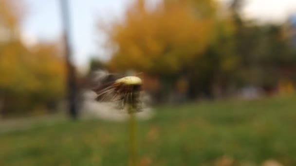 蒲公英在秋天的背景下飘扬 脆弱的白色蒲公英花朵被风吹走了 闭合慢动作 花园里的花在开花 风传播 蒲公英等植物的种子 — 图库视频影像