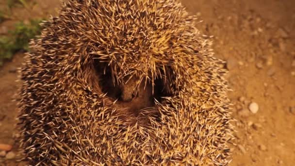 Closeup Hedgehog Opgekruld Tot Een Bal Exotische Dierenarts Onderzoekt Een — Stockvideo