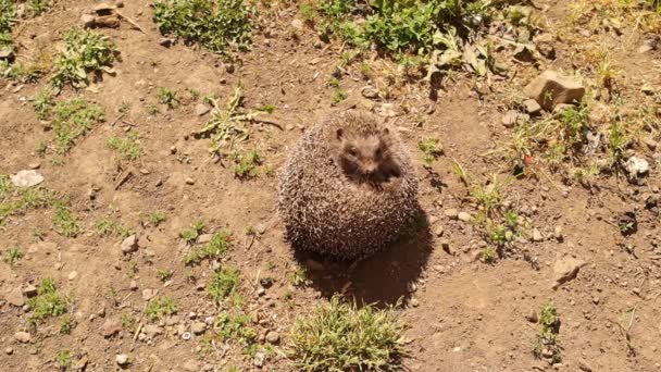 Hedgehog Hedgehog Enrolando Uma Bola Ouriço Relva Jardim Ouriço Europeu — Vídeo de Stock