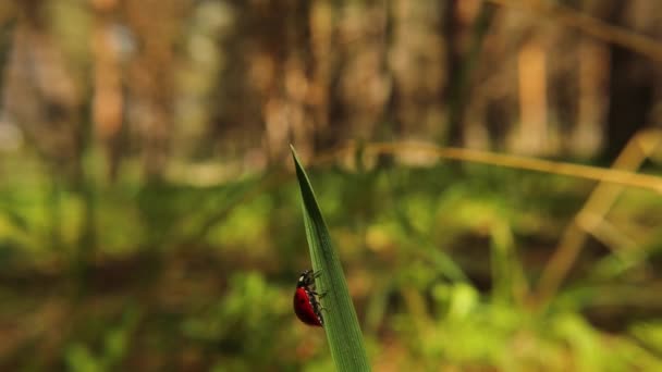 テントウムシは葉の上に登り飛び立ちます 鮮やかな緑の葉の間に鮮やかな赤いてんとう虫が這っています 虫や虫 虫の甲虫 テントウムシテントウムシ Cocinellidae — ストック動画
