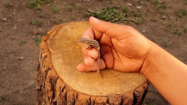 Lagarto Descansando Mano Veterinario Exótico Luego Este Reptil Llama Lagarto — Vídeos de Stock