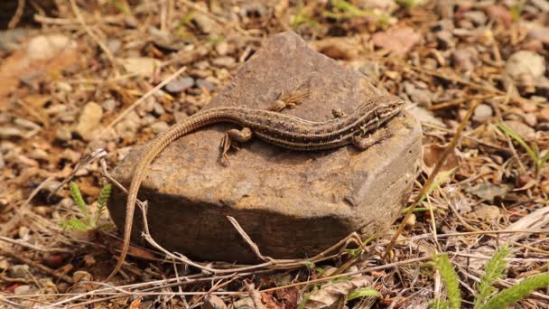 Lagarto Camuflado Roca Reptil Tomando Sol Animales Camuflaje Increíbles Vista — Vídeos de Stock