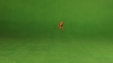Yeşil arka planda ipeğine asılı yengeç örümceği izole edilmiş bir iplikle asılı örümcek. Ayrıca çiçek yengeci örümceği de denir. Böcekler, böcekler. Böcek, böcek. Hayvan, hayvan. Vahşi yaşam, vahşi doğa.