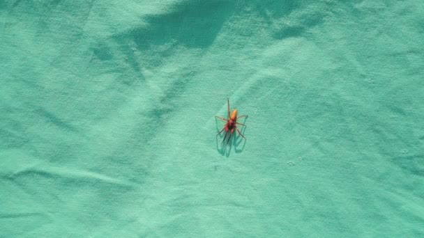 Αράχνη Απομονωμένη Αράχνη Πράσινο Φόντο Κοντινό Πλάνο Μιας Αράχνης Που — Αρχείο Βίντεο