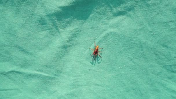 Araña Aislada Araña Sobre Fondo Verde Cerca Una Araña Caminando — Vídeo de stock