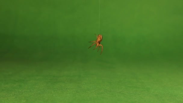 カニのクモは緑の背景に絹の上にぶら下がっている 花蟹蜘蛛とも呼ばれる 昆虫や昆虫です 虫よ虫よ 野生動物野生自然 — ストック動画