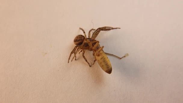 Att Jaga Krabbspindel Jagar Insekt Märklig Rörelse Spindeln Efter Att — Stockvideo