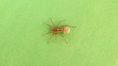 Avrupa su örümceği midesinin arkasında bir yumurta kesesi taşır, opisthosoma. Dolomedes fimbriatus, Pisaurida familyasından bir örümcek türü.