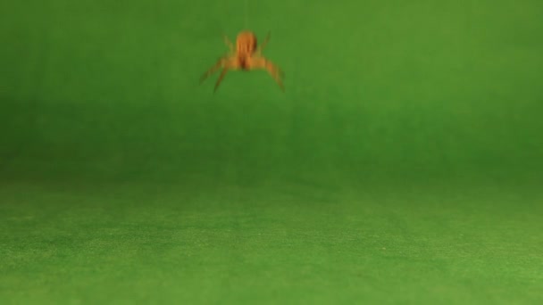 Krabspin Opknoping Zijn Zijde Een Groene Achtergrond Spider Opknoping Door — Stockvideo