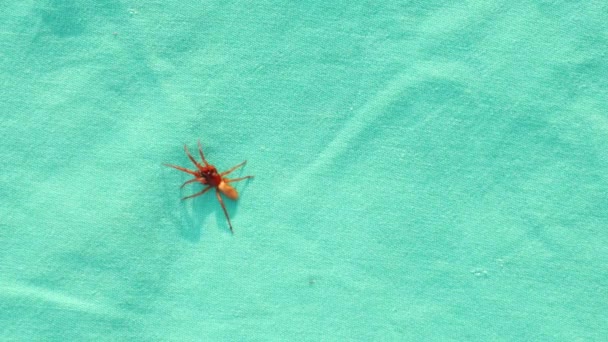 Αράχνη Απομονωμένη Αράχνη Πράσινο Φόντο Κοντινό Πλάνο Μιας Αράχνης Που — Αρχείο Βίντεο