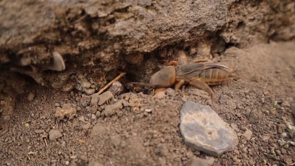 Mole Cricket Creuse Dans Sol Mole Cricket Dans Jardin Près — Video