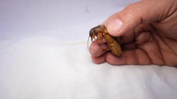 Agricultor Apanha Grilo Toupeira Segurando Uma Toupeira Cricket Closeup Mole — Vídeo de Stock