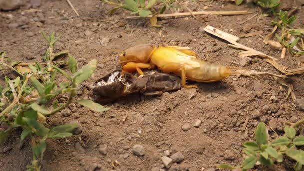 Jangkrik Tikus Mencair Kulitnya Tikus Tanah Kriket Alam Close Mole — Stok Video