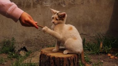Kedicik çocukla oynuyor. Kedi yavrusu bahçede ahşap bir kütükte oynuyor. Çocuklar ve hayvanlar arasındaki arkadaşlık ilişkisi. Çocuk veteriner olmak istiyor. Çocuklar ve evcil hayvanlar. Veteriner doktor çocuk.