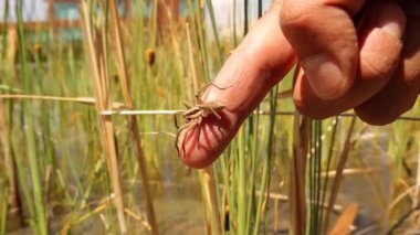 Zararsız olduğunu kanıtlamak için Avrupa su örümceği tutan egzotik veteriner. Ayrıca sal örümceği (Dolomedes fimbriatus) veterinerlik, vahşi yaşam veterineri olarak da bilinir. Kamufle edilmiş böcekler, böcekler, böcekler