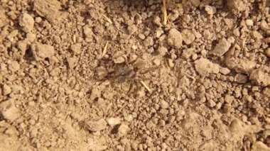 Doğada kamufle olmuş bir böcek. Avrupa su örümceği dişlerinden bir yumurta kesesi taşır. Dolomedes fimbriatus, Pisaurida familyasından bir örümcek türü.