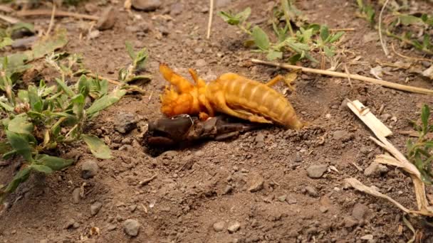 Cricket Toupeira Está Moldando Sua Pele Cricket Toupeira Natureza Fecha — Vídeo de Stock