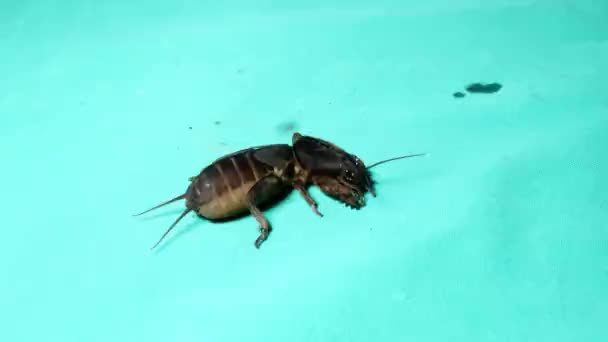 Mole Cricket Isolé Gryllotalpidae Mole Cricket Sur Fond Vert Fermer — Video