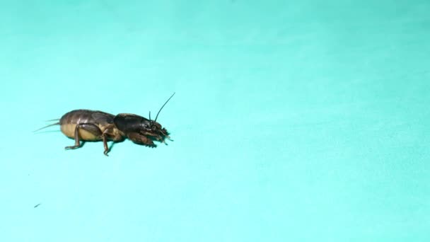 귀뚜라미 Gryllotalpidae Molcricket 귀뚜라미와 가까운 배경에서 고립되었다 두더지 귀뚜라미 메뚜기 — 비디오