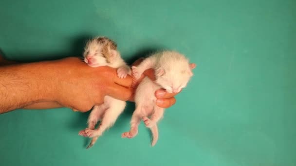 Vet Tenant Chatons Nouveau Nés Blancs Tachetés Blancs Sur Fond — Video