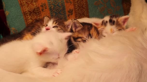 Kittens Van Verschillende Kleuren Borstvoeding Geen Racisme Dieren Kleurenbar Blanke — Stockvideo