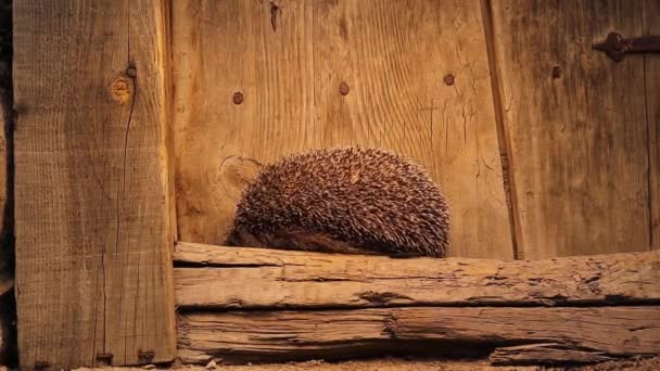 Der Europäische Igel Versucht Sich Frühen Morgen Einem Rustikalen Haus — Stockvideo