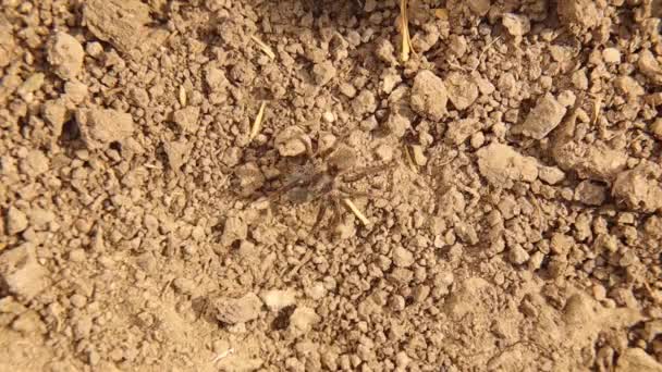 Insecto Camuflado Naturaleza Araña Europea Del Agua Lleva Saco Huevo — Vídeos de Stock