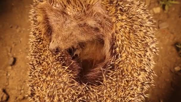 Nahaufnahme Igel Rollt Sich Einem Ball Zusammen Exotischer Tierarzt Untersucht — Stockvideo