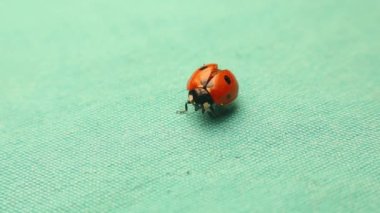 Uğur böceği kanatlarını yeşil arka planda açar. Parlak kırmızı uğur böceği izole edildi. Lady Beetles (124), böcekler ve böcekler, böcekler. Uğur böcekleri, uğur böcekleri: Coccinellidae küçük böceklerden oluşan bir ailedir. Vahşi yaşam