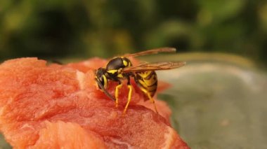 Avrupai sarı eşekarısı bir parça taze eti kesiyor. Çenesinin ne kadar keskin olduğuna dikkat edin, ayrıca bir parça tutuyor ve onunla uçuyor. Ağırlığından ağır gelebilir. Alman sarı ceketi, sarı eşek arısı.