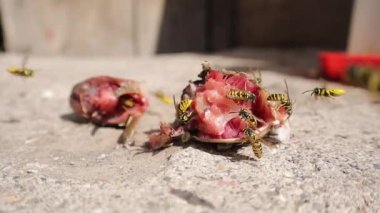 Eşek arıları artıkları yiyor; balıkları. Alman sarı ceketi, Avrupa eşekarısı veya Alman eşekarısı, sarı eşek arısı (lat. Vespula germanica), beyaz arka planda. Eşek arıları, böcekler, böcekler, vahşi yaşam.