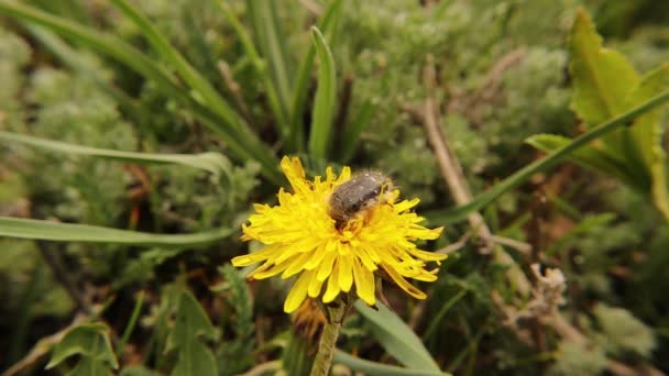 딱정벌레 아름다운 딱정벌레는 민들레 꽃에서 화밀을 곤충은 수분을 시키고 있습니다 — 비디오
