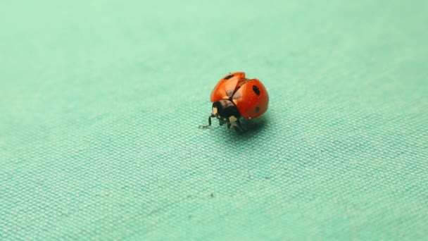 Mariquita Extiende Sus Alas Sobre Fondo Verde Mariquita Roja Brillante — Vídeo de stock