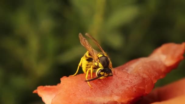 Europäische Gelbe Wespe Schneidet Ein Stück Frisches Fleisch Beachten Sie — Stockvideo
