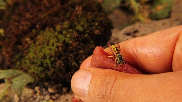 Egzotik Veteriner Arıların Insanlar Için Tehlikeli Olmadığını Kanıtlıyor Avrupai Sarı — Stok video