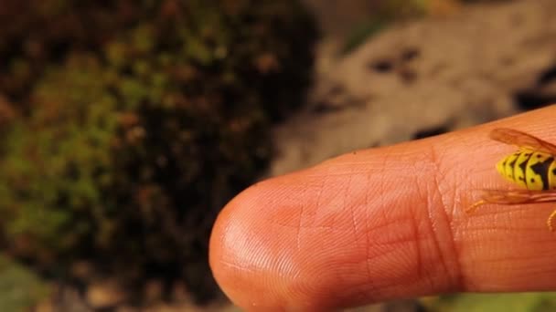 Exotic Veterinarian Proves Wasps Dangerous Humans Hand Smells Fresh Meat — Stock Video