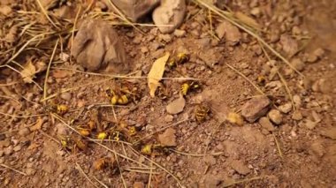 Avrupa eşekarıları sonbaharın sonunda ve kışın başında. Mevsimin ilk ayazında, bir kolonideki çoğu eşek arısı ölür. Kraliçe olacak birkaç dişi kışı atlatabilir.