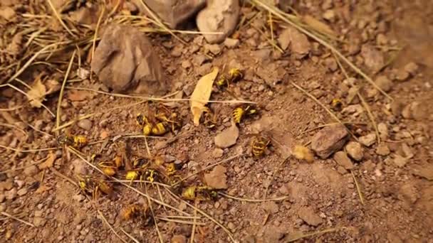 Europäische Wespen Ende Des Herbstes Und Beginn Des Winters Während — Stockvideo