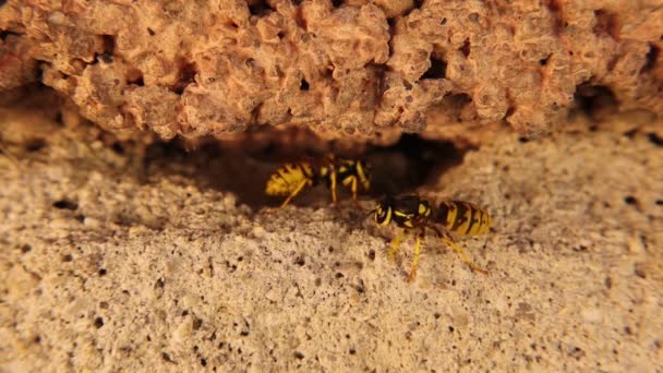 黄色のスワップのグループは ギャングとしての巣から出てくる ヨーロッパのワスプ イエローホーネット ドイツのワスプ イエロージャケットとも呼ばれます 昆虫のコロニー 野生動物 野生自然 昆虫虫 — ストック動画