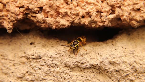 One Yellow Wasp Standing Entrance Nest Flapping Its Wings Warm — Stock Video