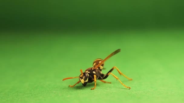 欧洲纸黄蜂 Polistes Dominula 绿色背景 黄色的黄蜂在清洁自己 昆虫被隔离在演播室里社交昆虫 野生动物 野生动物 — 图库视频影像