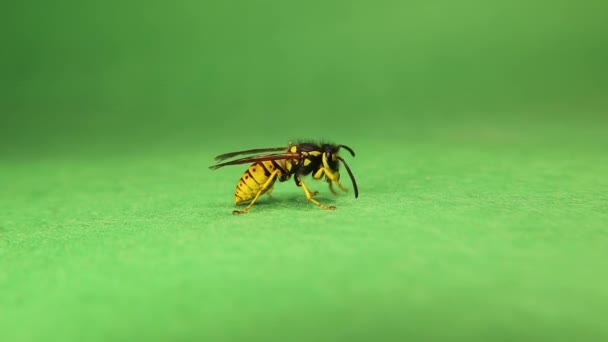 欧洲黄蜂的绿色背景 也叫黄大黄蜂 德国黄蜂 德国黄衣 德国泡菜 黄色的黄蜂在清洁自己 昆虫被隔离在演播室里社交昆虫 — 图库视频影像