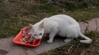 Beyaz kedi artıkları yiyor; et. Kedi bahçede kalan artıkları yiyor. Güzel kedi. Vahşi kedi, vahşi kedi. Memeliler, memeliler, hayvanlar, vahşi yaşam, vahşi doğa, orman, bahçe, park.