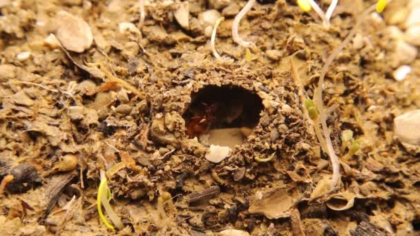 新的蚁后照顾它的蛋 开始建造一个地下蚂蚁屋 女王躲在一个小洞里抚养她的孩子 蚂蚁在它们的自然栖息地 特写昆虫 — 图库视频影像